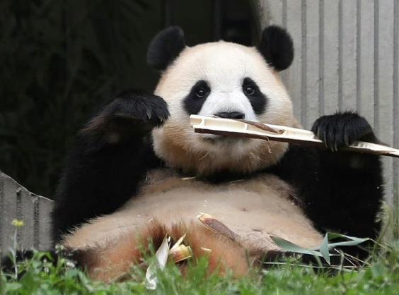 中心: 少數與福寶同齡大熊貓亞成體出現過發情行為。(微博)