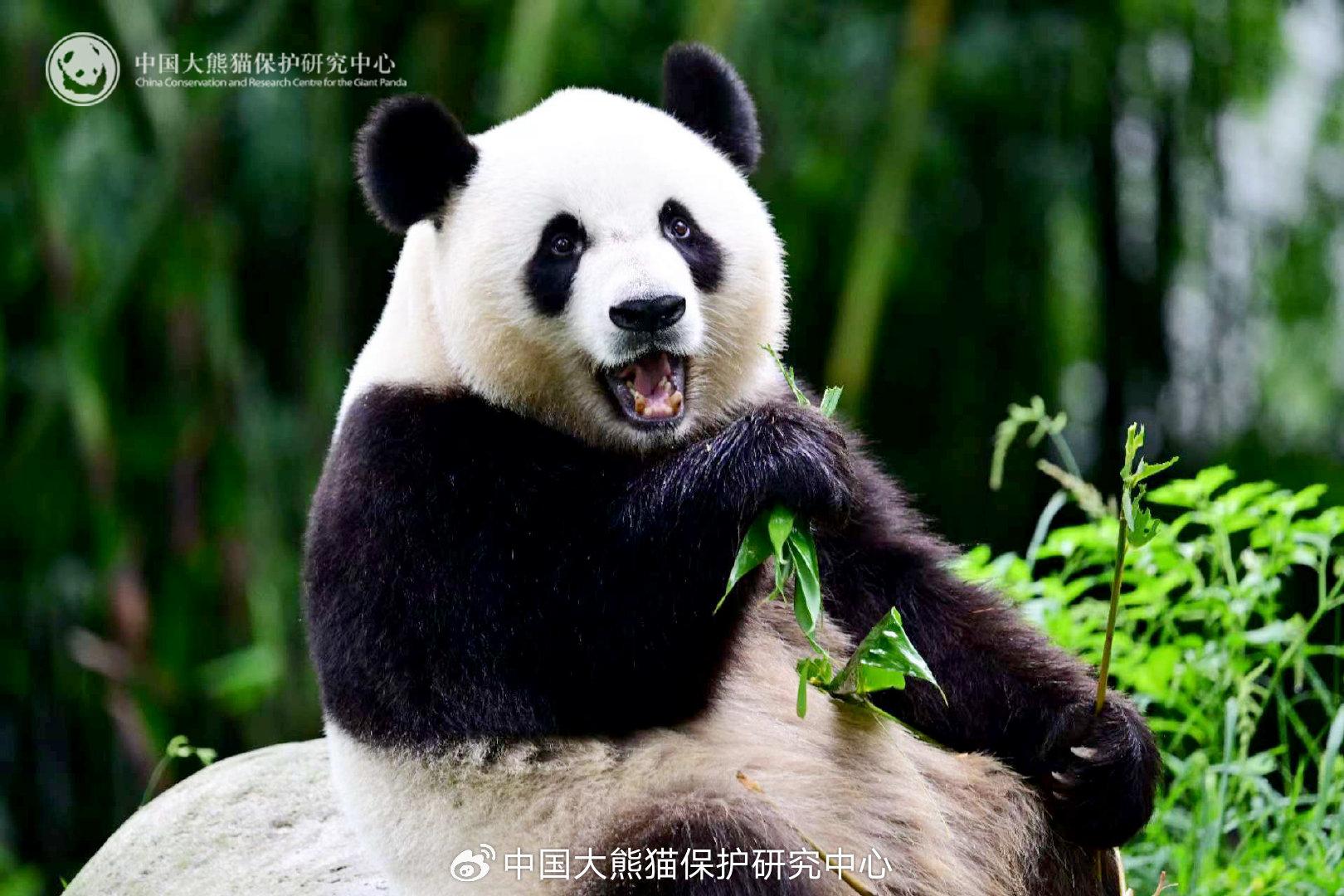 可可體重100公斤,性情溫馴、活潑好動,善於攀爬。(中國大熊貓保護研究中心)