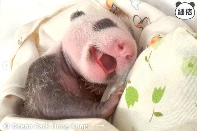 弟弟則張嘴睡覺,顯得十分可愛。(pandahk_official@IG圖)