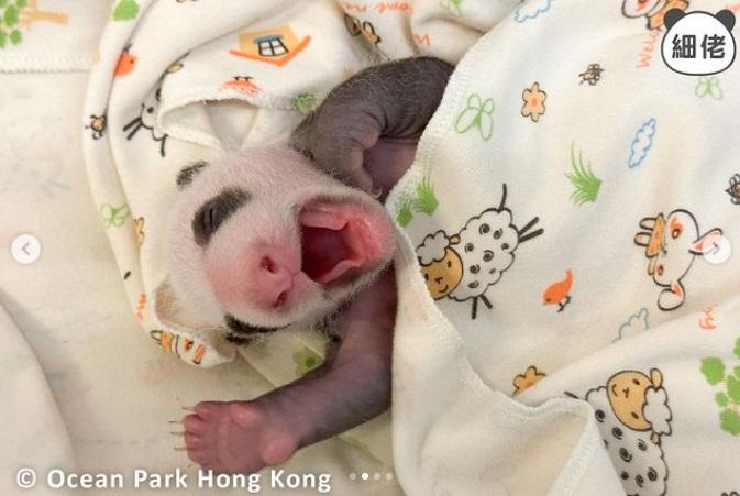 弟弟則張嘴睡覺,顯得十分可愛。(pandahk_official@IG圖)