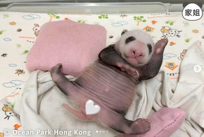 海洋公園大熊貓「盈盈」誕下一對龍鳳胎,圖為家姐擺出超人「十字死光」的手勢。(pandahk_official@IG圖)