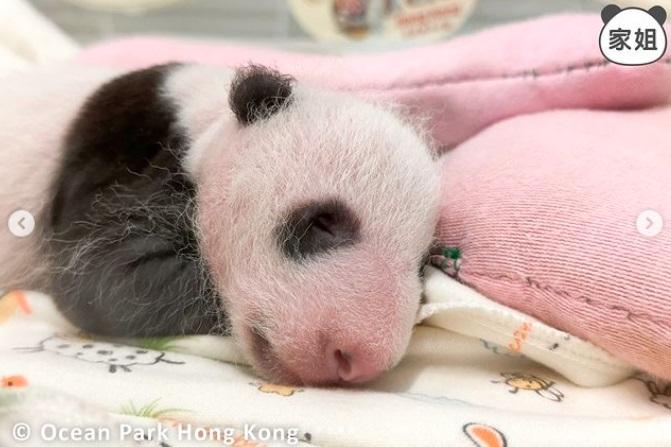 大熊貓家姐睡覺。(pandahk_official@IG圖)