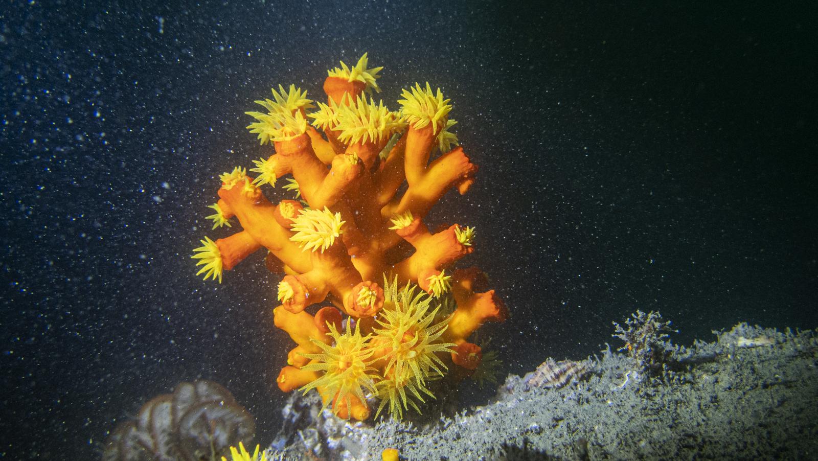 香港有多少種石珊瑚?香港有來自28個屬84種造礁珊瑚品種,比整個加勒比海的總和更多。