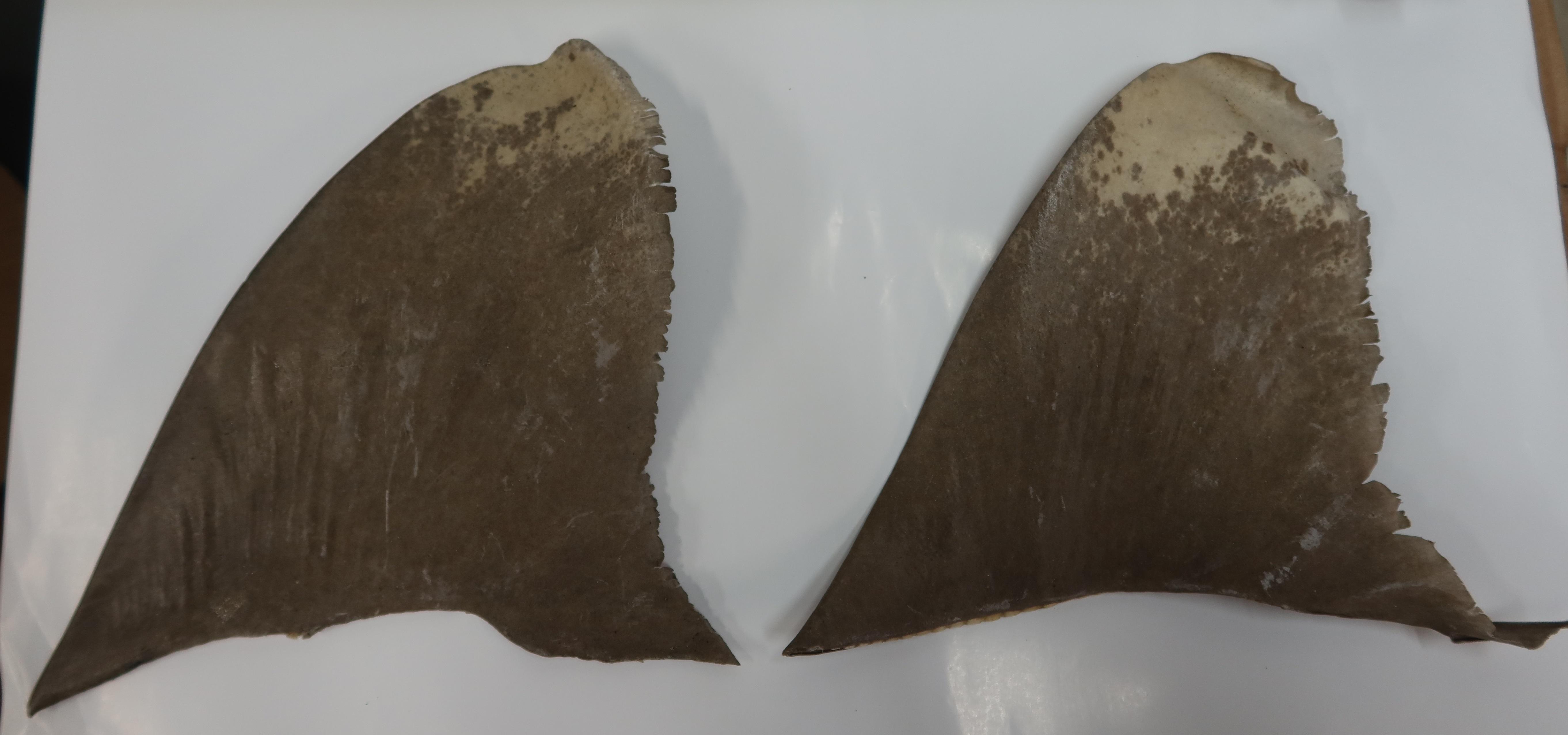 一名女子因非法進口瀕危鯊魚魚翅,今日(九月二十三日)在區域法院被裁定罪名成立,判處監禁12個月。圖示檢獲的長鰭真鯊魚翅。(政府新聞處)