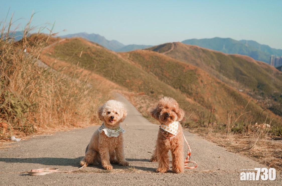可以帶同寵物一起與芒草拍照。