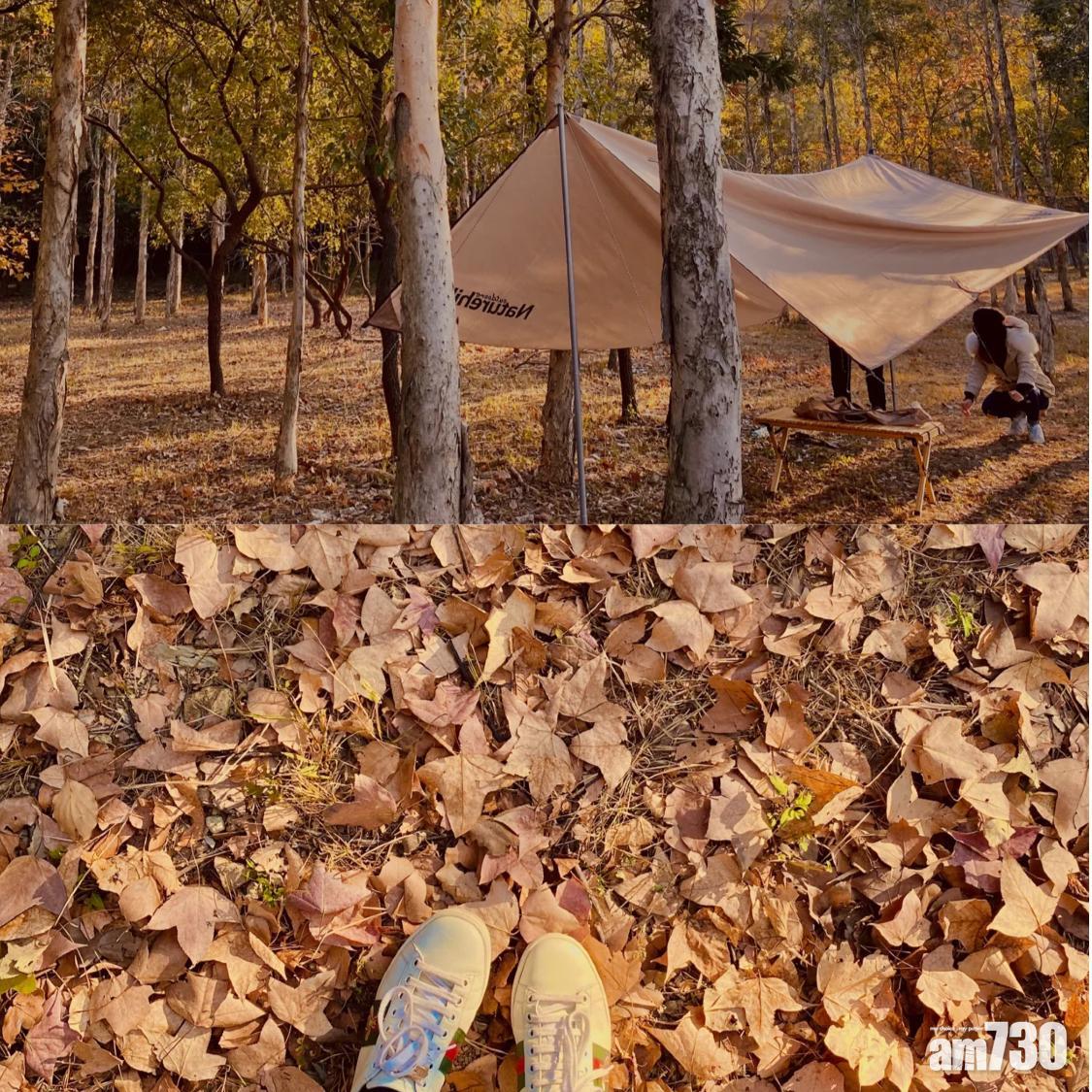 現在小紅葉林的樹葉並未完全變紅。