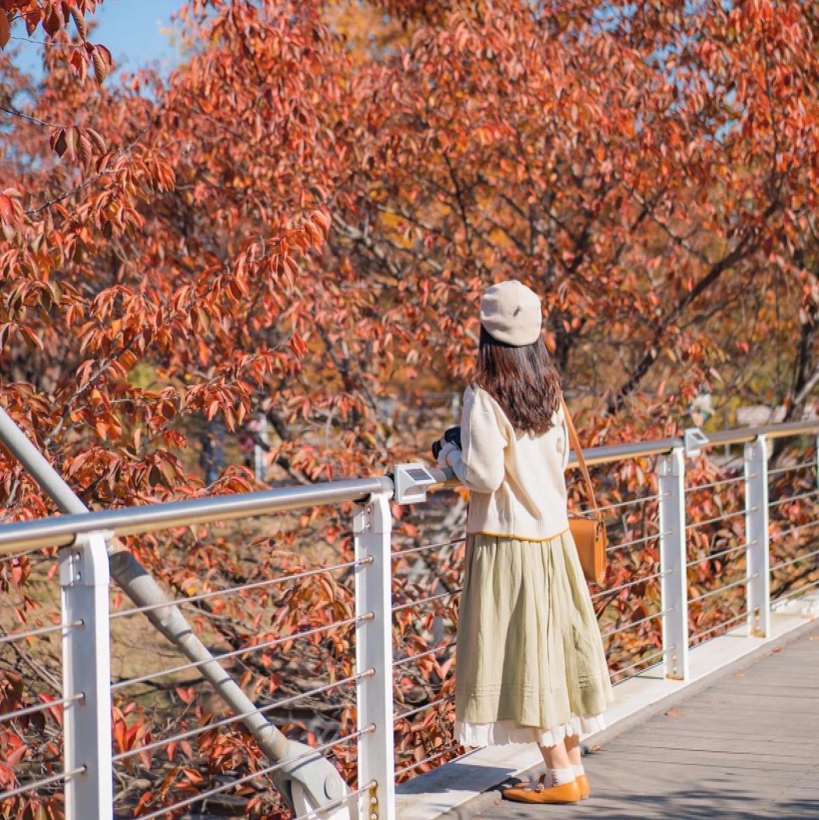 首爾市內賞楓|首爾林