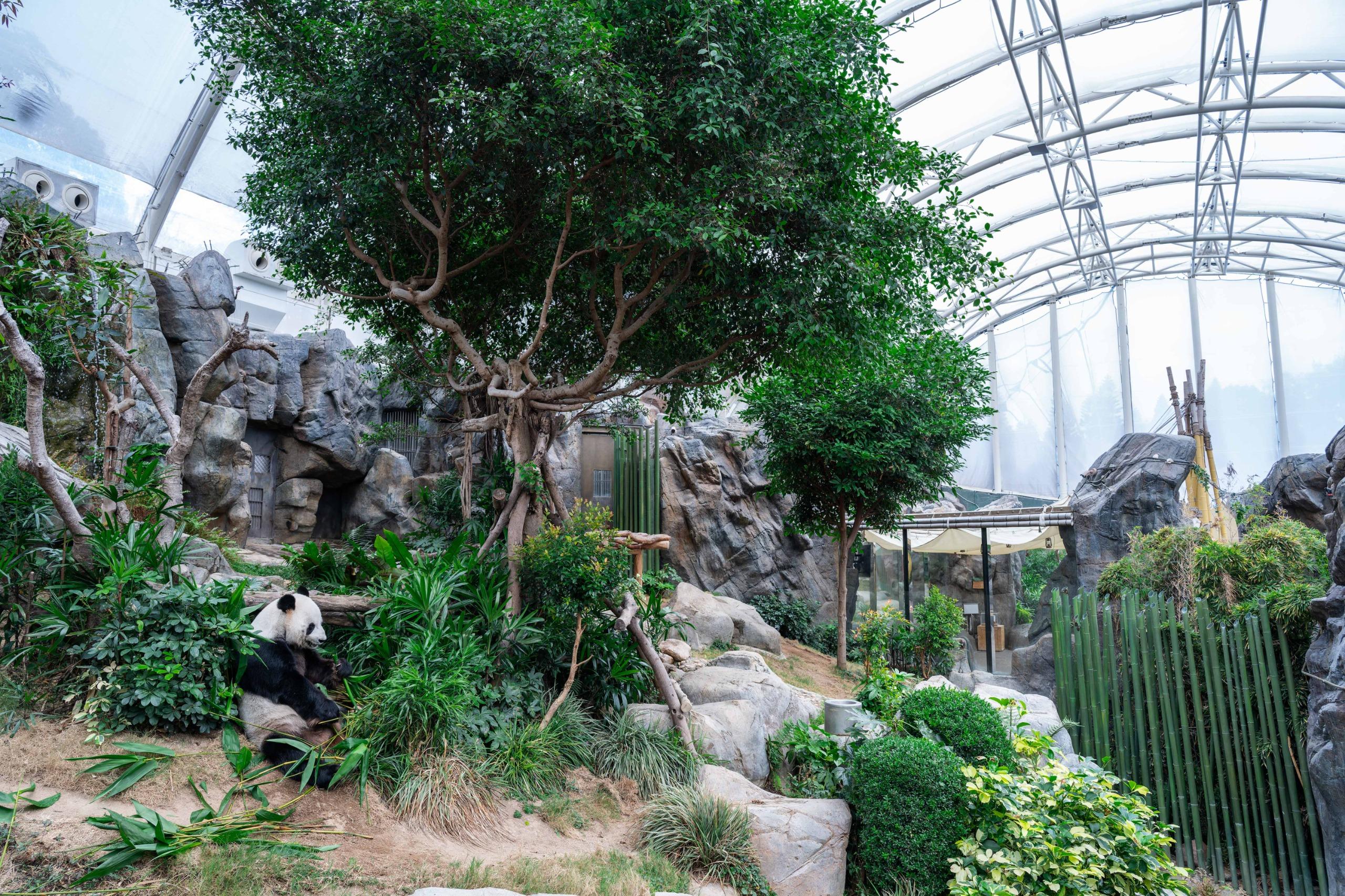 馬會撥捐1.21億元支持海洋公園提升大熊貓館設施 及捐助低收入家庭學生入園