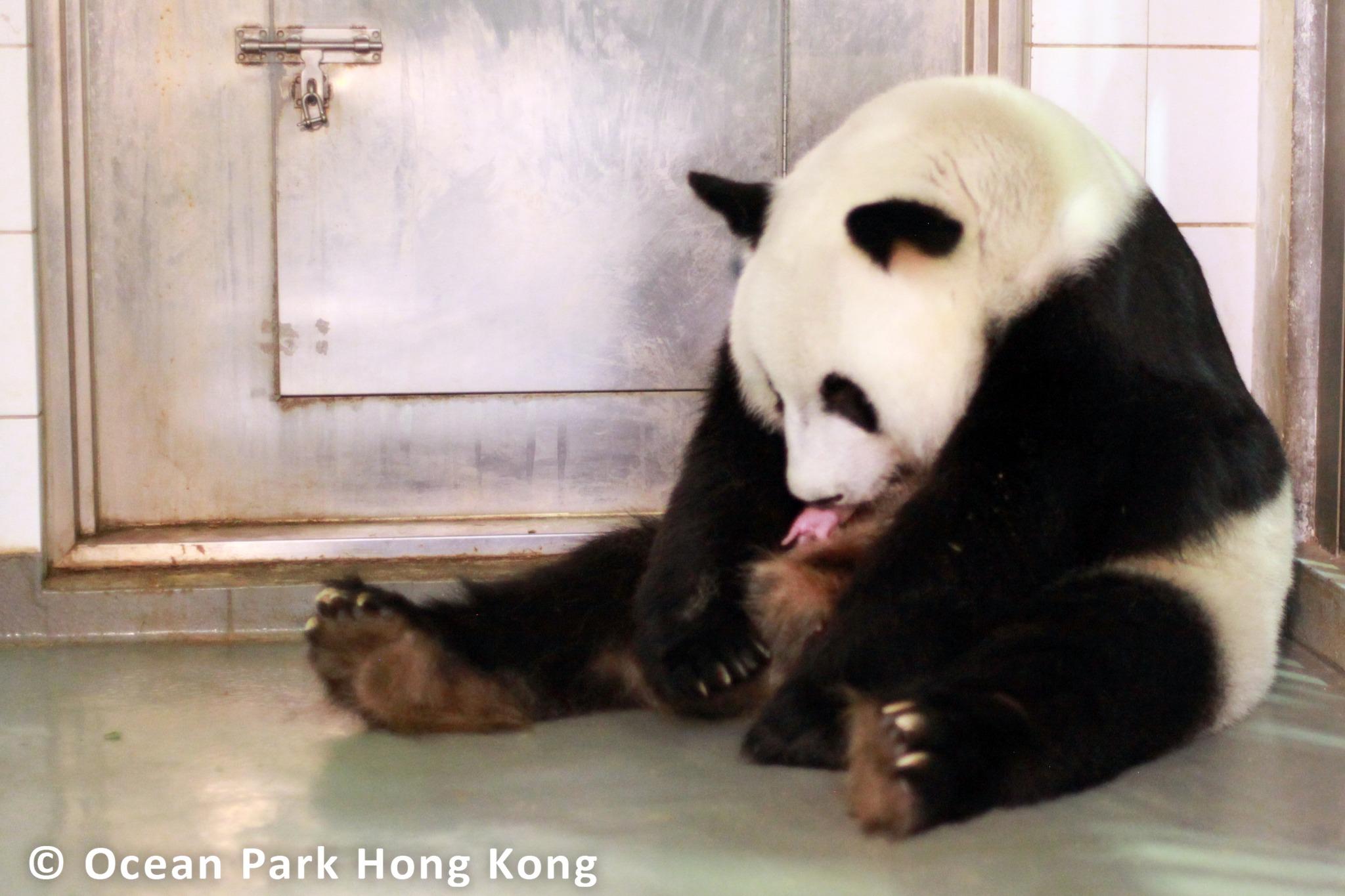 盈盈正在照顧其中一隻熊貓BB。(海洋公園)