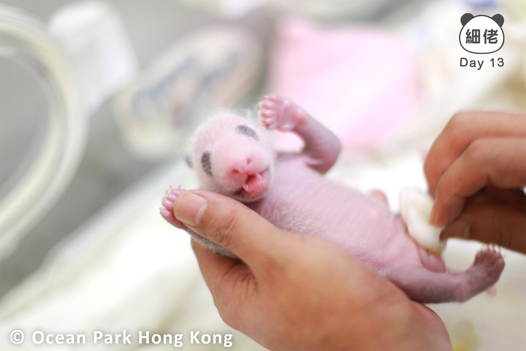兩周大的細佬。(海洋公園)