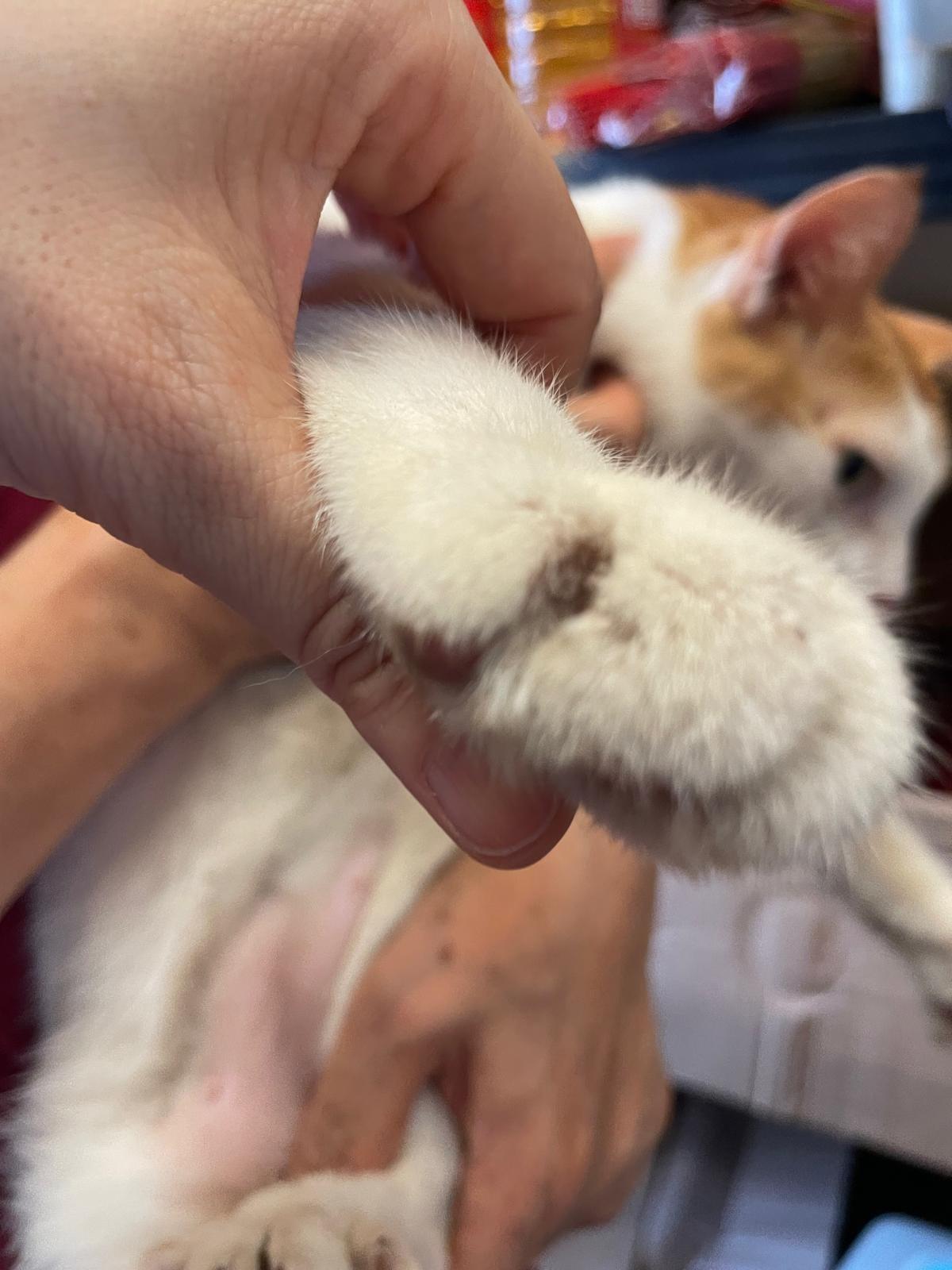 傳北帝廟花貓「樂樂」疑受傷,被人拔甲出現「血洞」。(網上圖片)