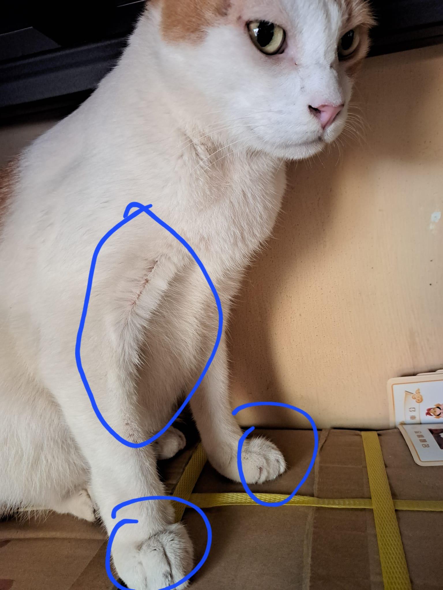 網傳北帝廟花貓「樂樂」疑受傷被拔甲,據悉警再檢查證指甲齊全未見怕人。(網上圖片)