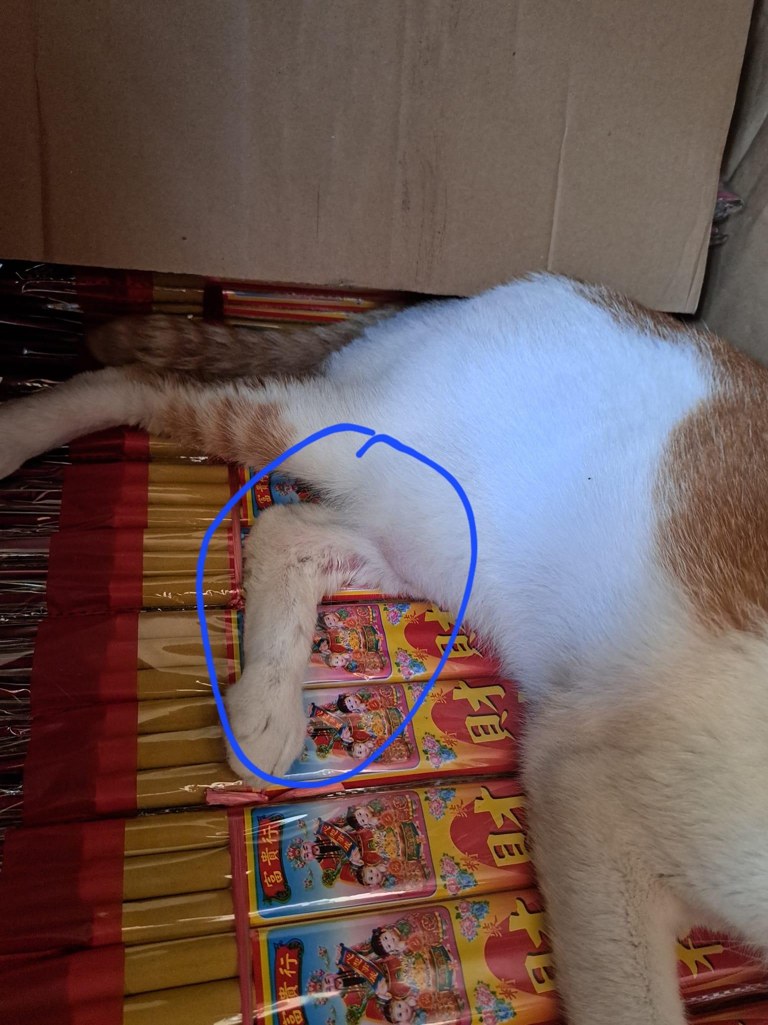 網傳北帝廟花貓「樂樂」疑受傷被拔甲,據悉警再檢查證指甲齊全未見怕人。(網上圖片)