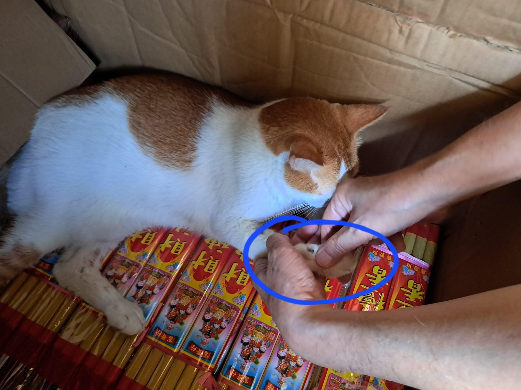 網傳北帝廟花貓「樂樂」疑受傷被拔甲,據悉警再檢查證指甲齊全未見怕人。(網上圖片)