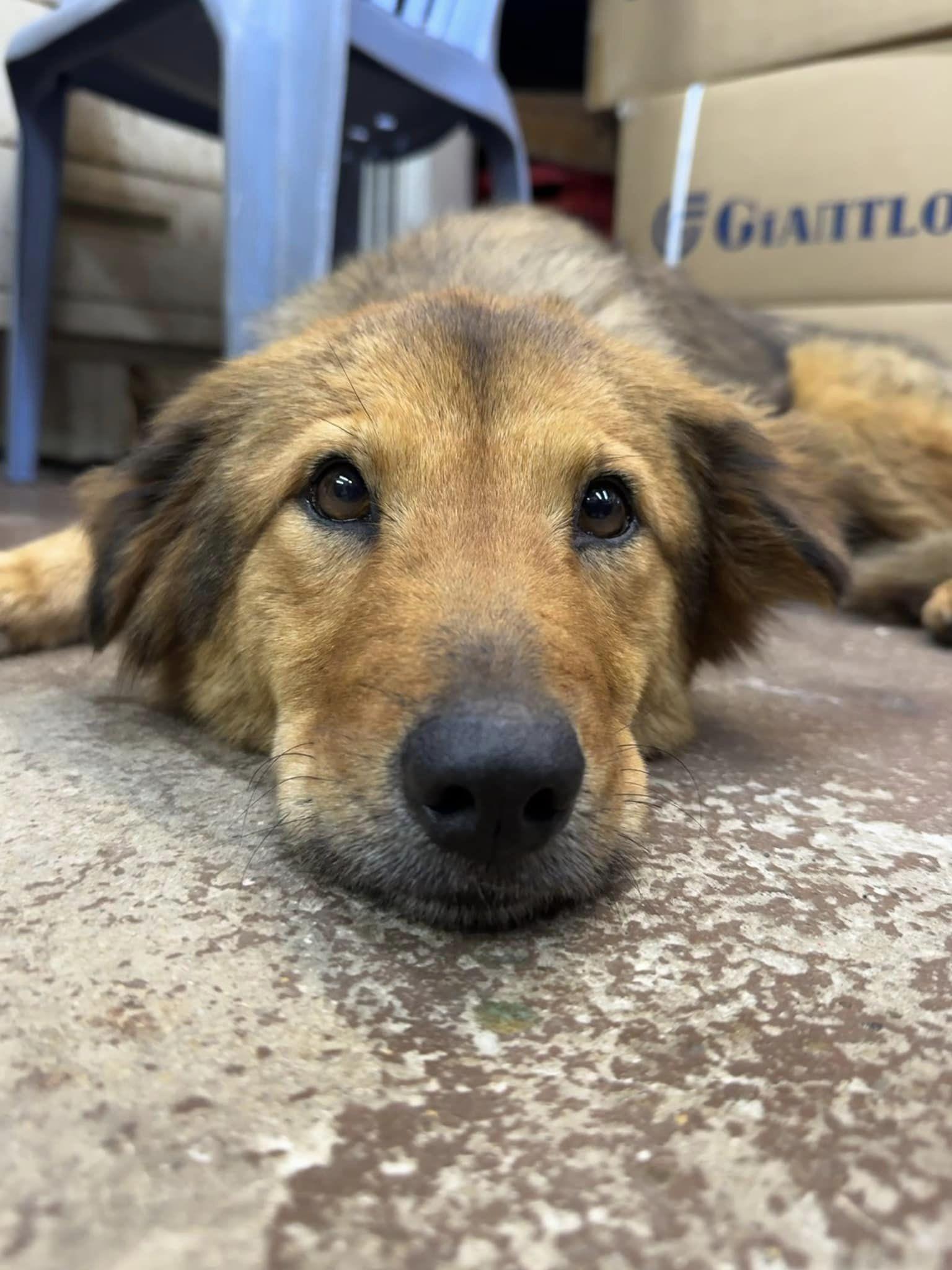 9月11日中午,有寺院員工在深屈(東)引水道口尋獲細妹(@fb寶蓮禪寺 Po Lin Monastery)