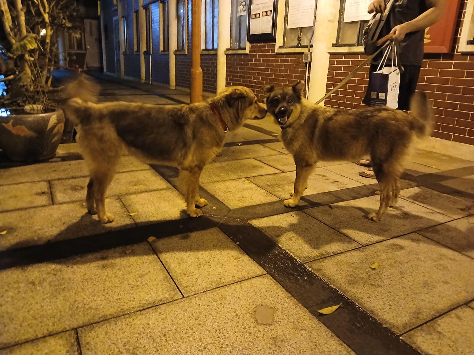 (@fb寶蓮禪寺 Po Lin Monastery)