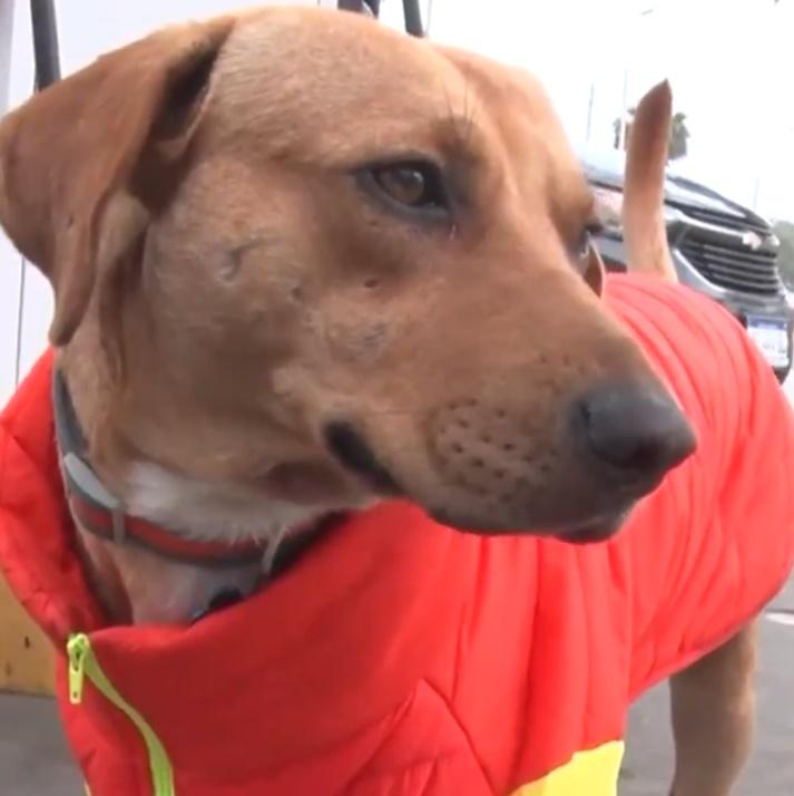 秘魯一隻流浪狗今年年初被主人拋棄,流浪到一間加油站。(X)