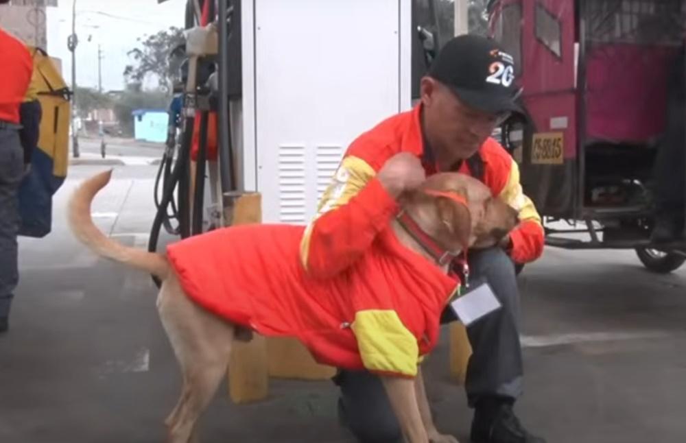 公司特意為牠準備了工作證和制服,還為牠改了新名字為「Gringo」。(X)