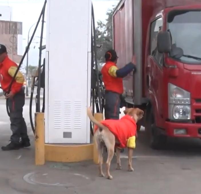 Gringo從此便成為加油站的保安。(X)