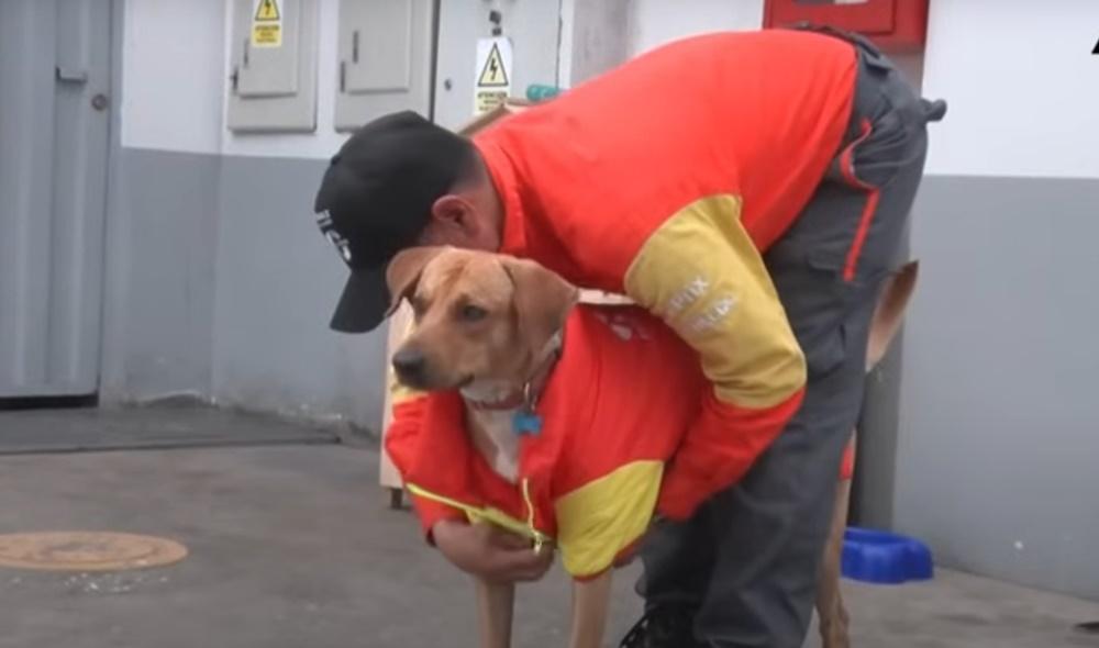 公司為了感謝牠的付出,特意為牠準備了工作證和制服,還為牠改了新名字為「Gringo」。(X)