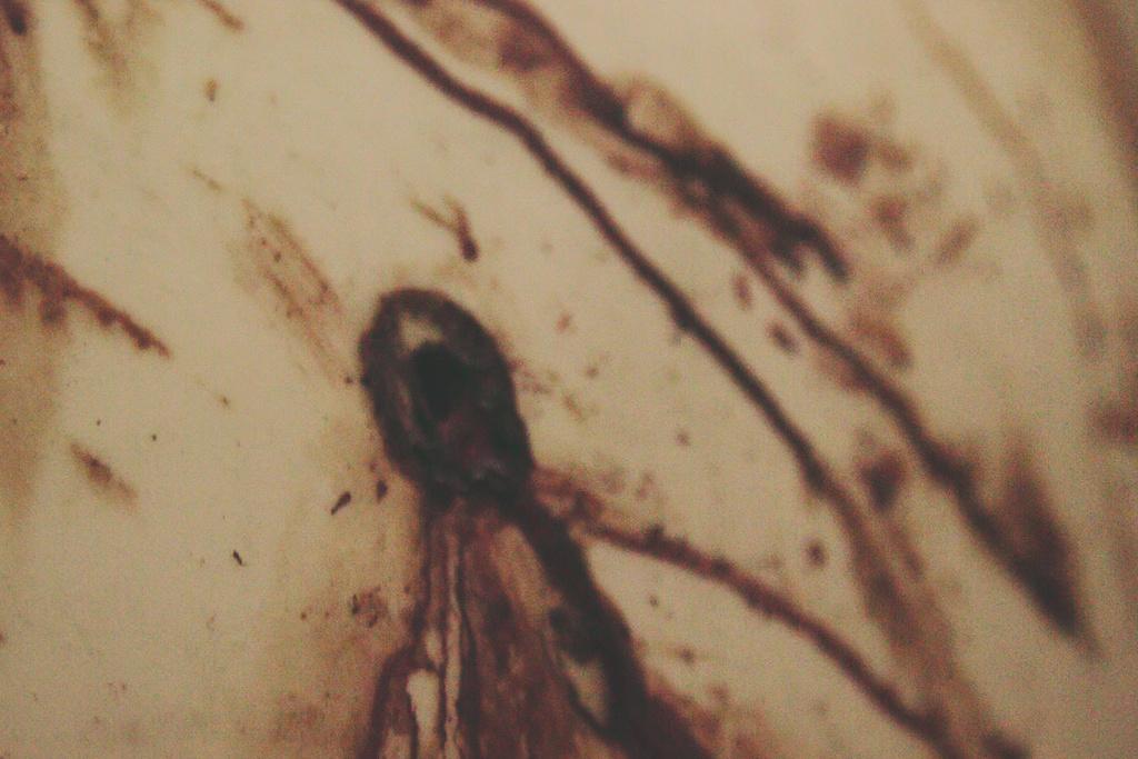 One Whale發布照片顯示,白鯨身上有傷痕。(美聯社)