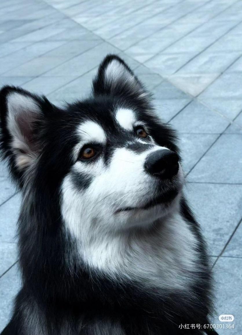 阿拉斯加雪橇犬「胖虎」的照片。(小紅書圖片)