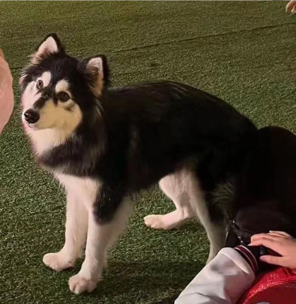 阿拉斯加雪橇犬「胖虎」的照片。(小紅書圖片)