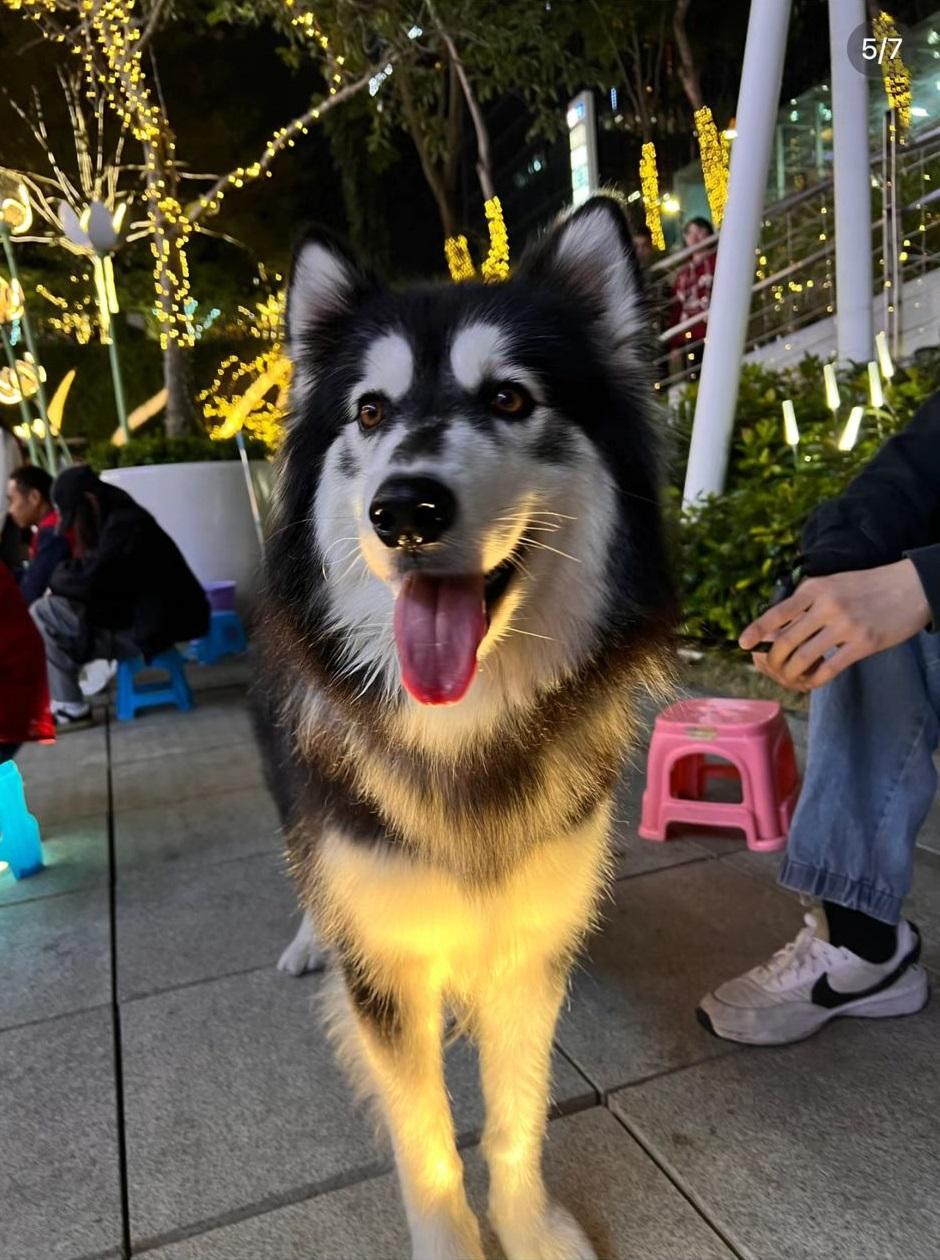 阿拉斯加雪橇犬「胖虎」的照片。(小紅書圖片)