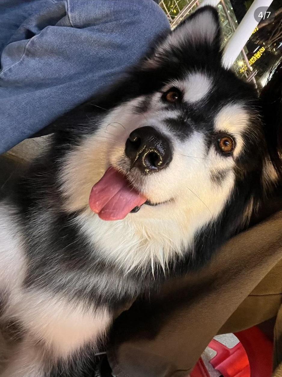 阿拉斯加雪橇犬「胖虎」的照片。(小紅書圖片)