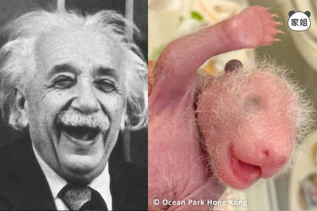 海洋公園發布熊貓家姐的最新照片,可見「家姐」擺出不同表情和動作,與物理學家愛因斯坦甚為相似。(pandahk_official@IG圖)