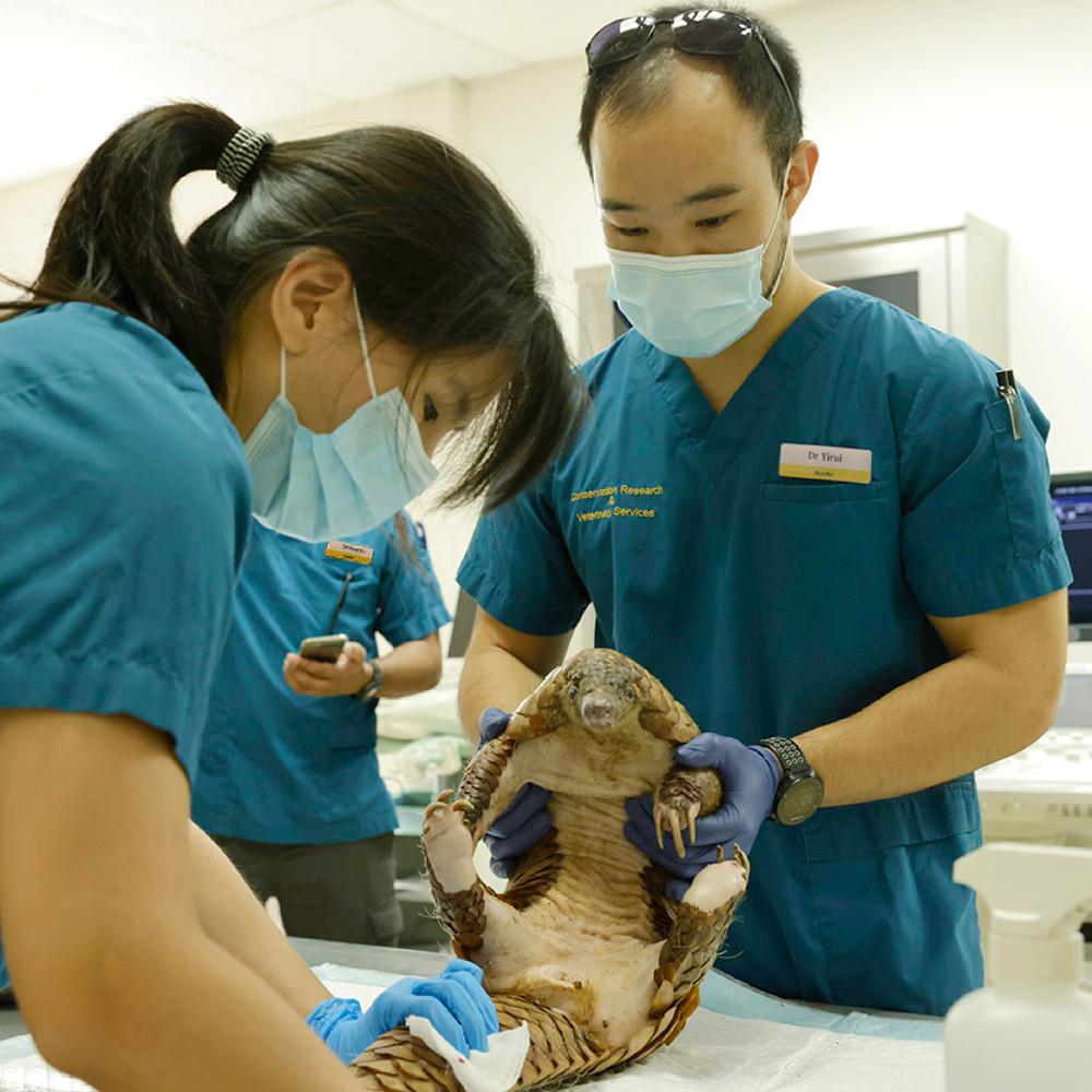 新加坡動物園 - 一日動物醫生