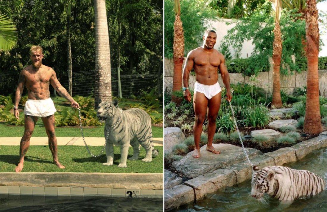 最富貴時,泰臣當老虎係貓咁養。Jake Paul有樣學樣。