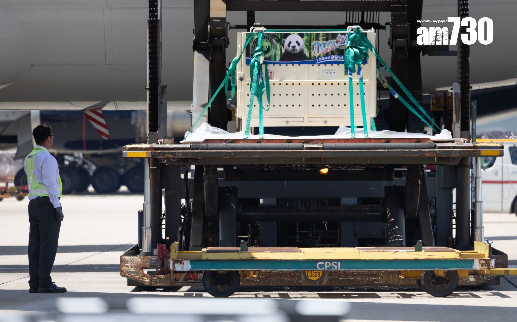 中央送港的兩隻大熊貓安安及可可昨日抵港,本港舉行歡迎儀式。(資料圖片)