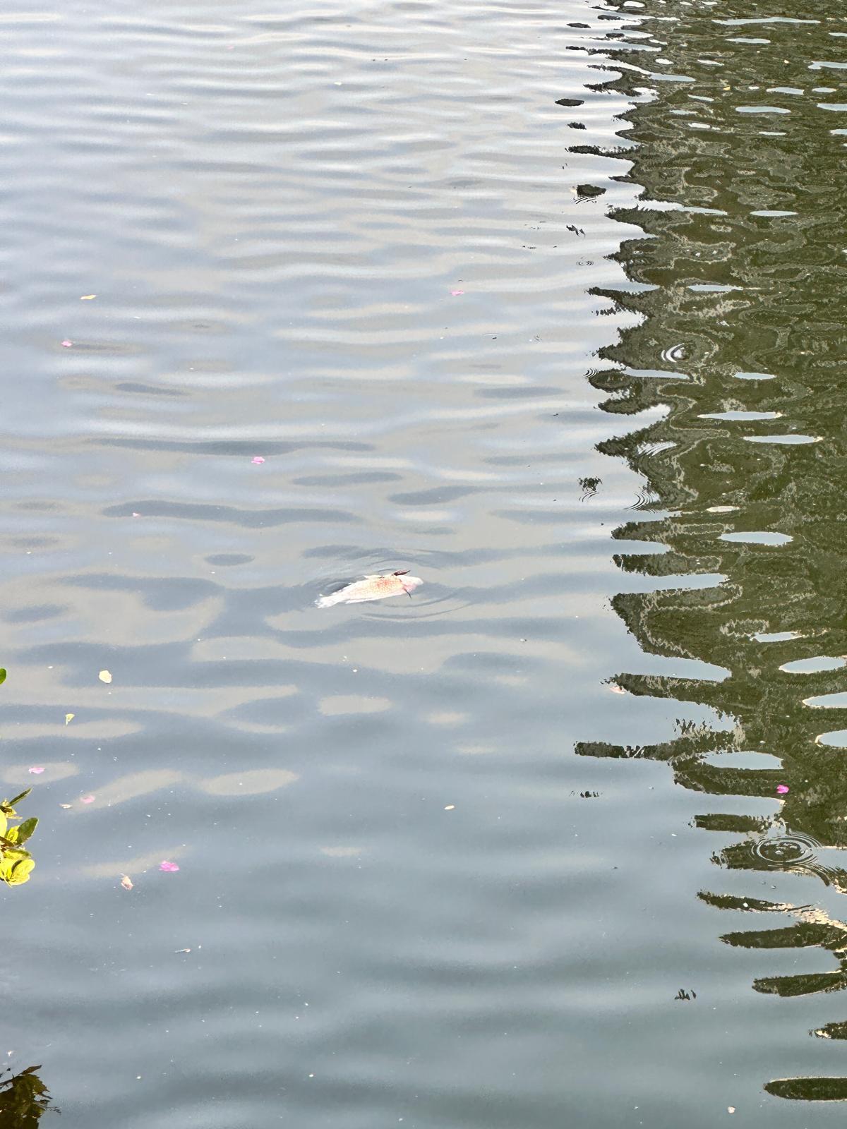 啟德河中發現有死魚(九龍城區議員林博提供)