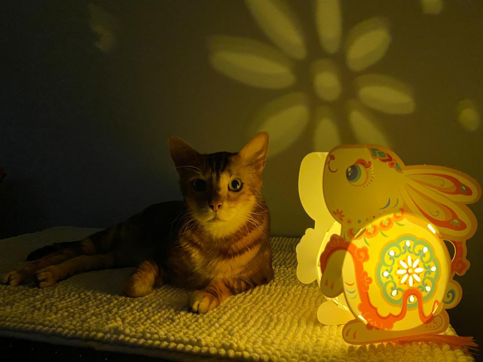 倪震親手整的燈籠,與周慧敏的愛貓 Mike仔合照。