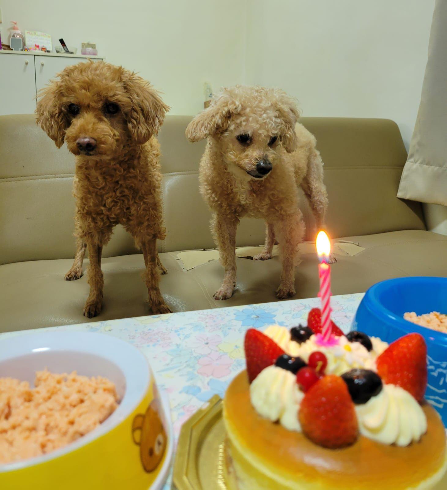 獸醫聲稱已清除腫瘤被揭僅抽組織化驗 主人質疑居心何在 (事主提供相片)