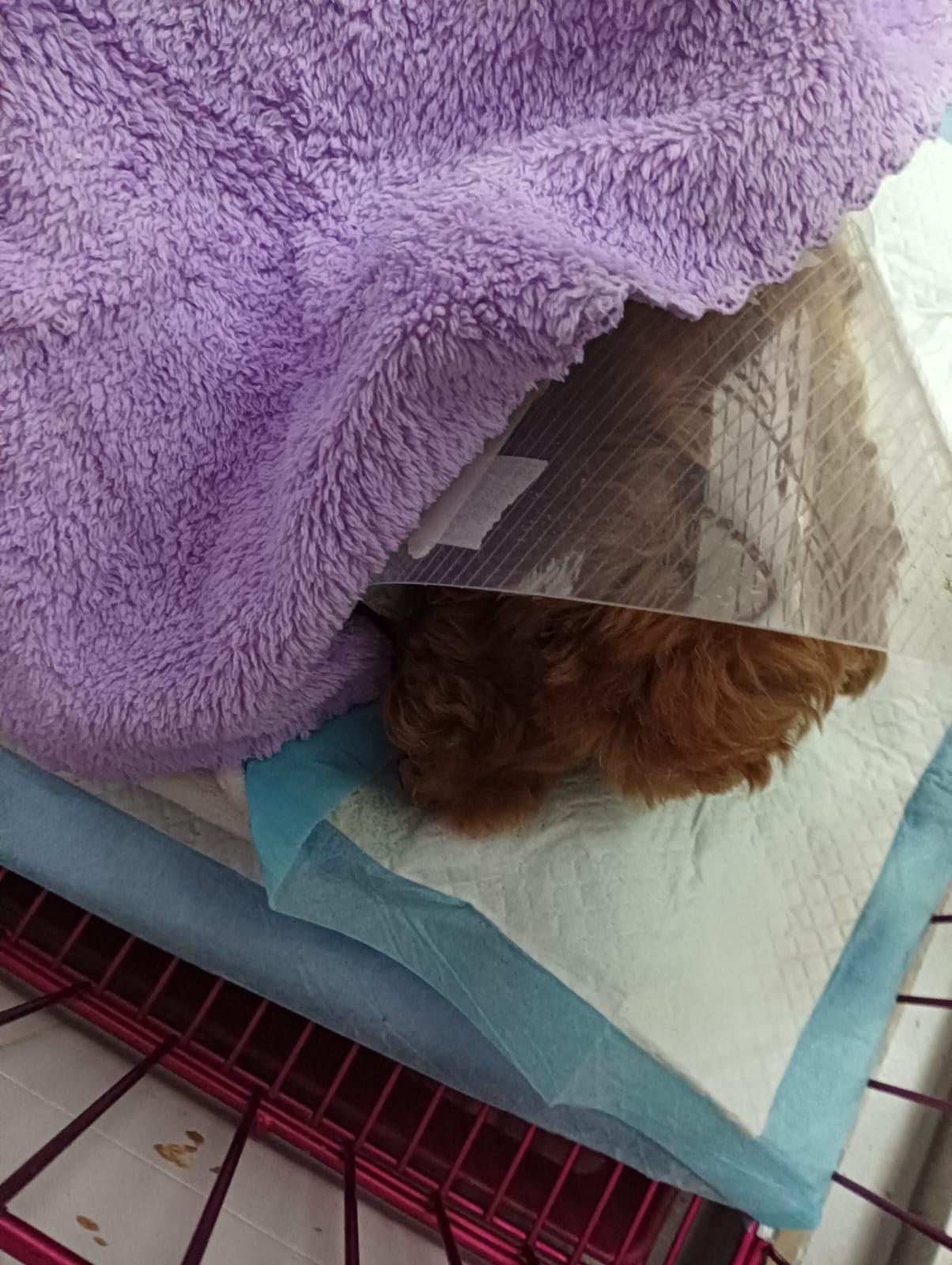 獸醫聲稱已清除腫瘤被揭僅抽組織化驗 主人質疑居心何在 (事主提供相片)