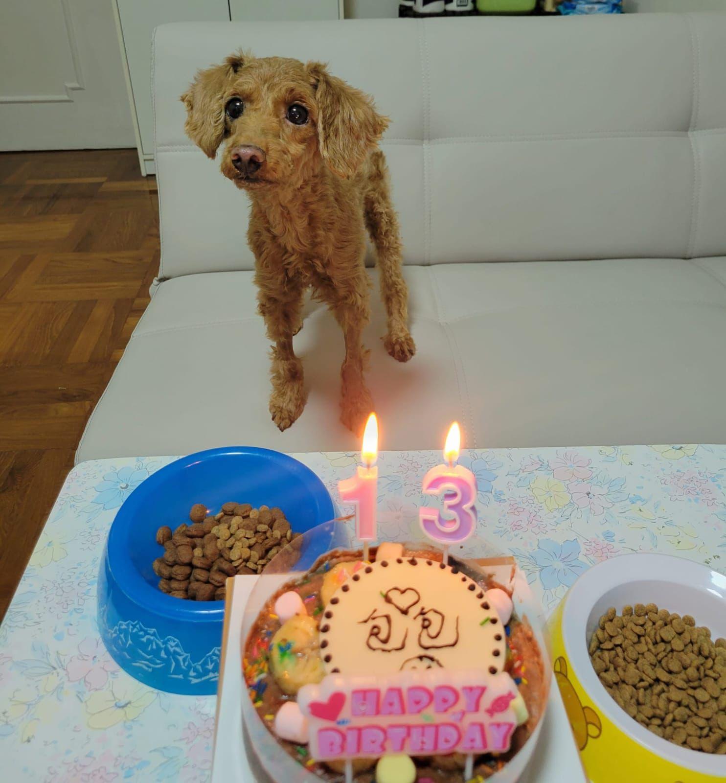 獸醫聲稱已清除腫瘤被揭僅抽組織化驗 主人質疑居心何在 (事主提供相片)