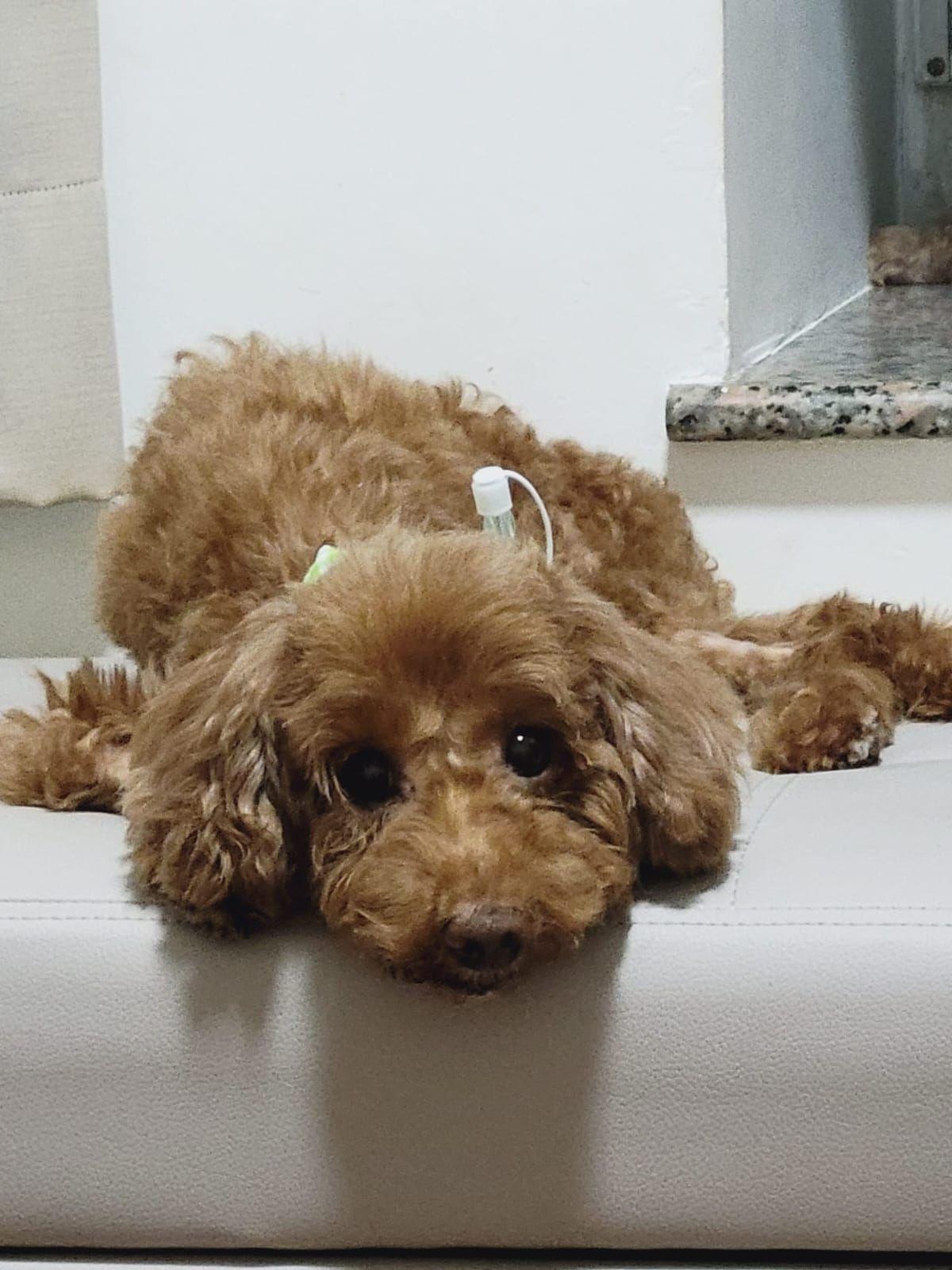 獸醫聲稱已清除腫瘤被揭僅抽組織化驗 主人質疑居心何在 (事主提供相片)