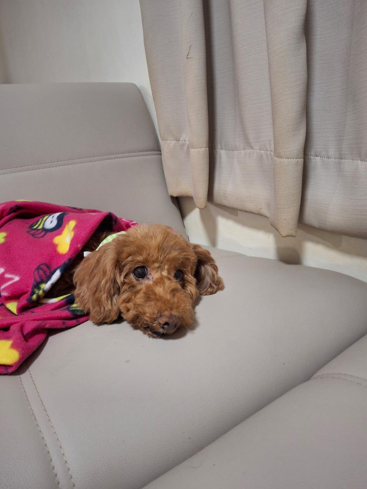 獸醫聲稱已清除腫瘤被揭僅抽組織化驗 主人質疑居心何在 (事主提供相片)