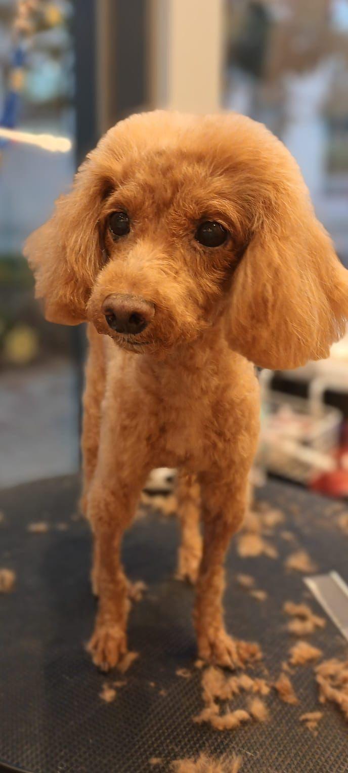 獸醫聲稱已清除腫瘤被揭僅抽組織化驗 主人質疑居心何在 (事主提供相片)