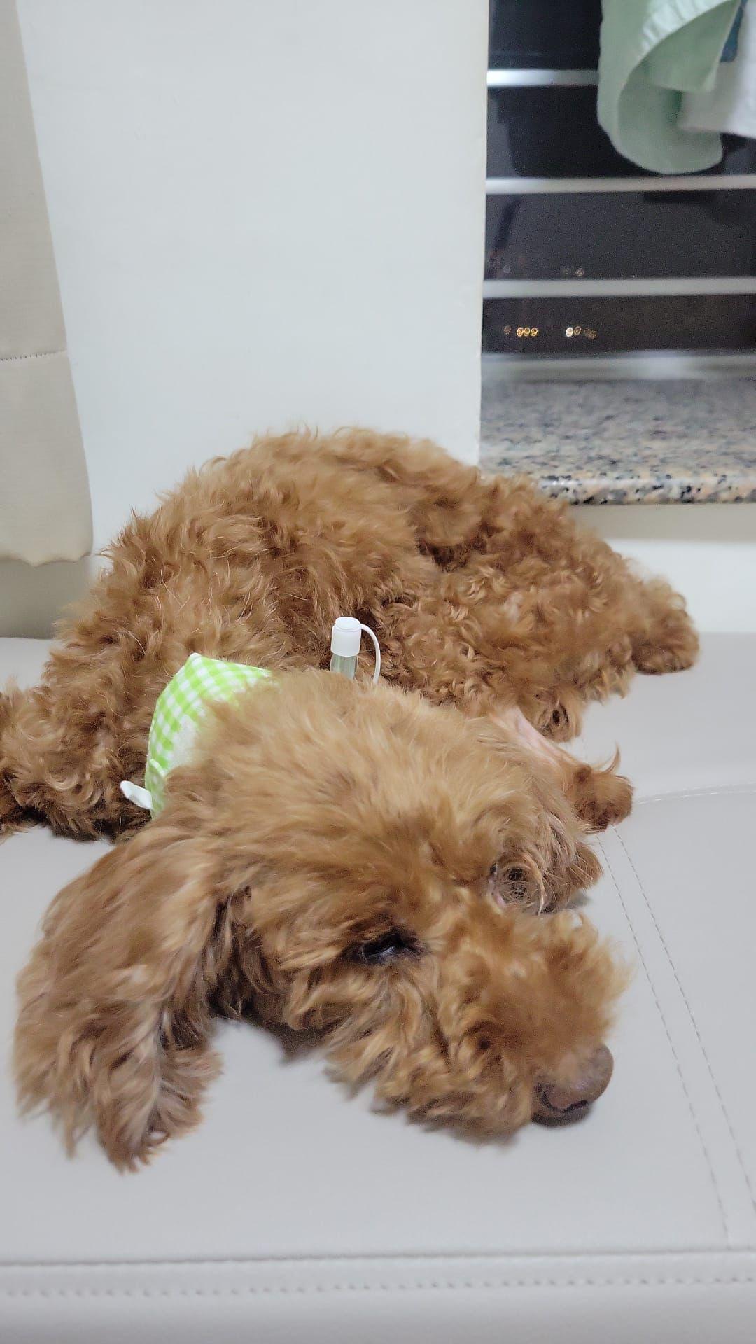 獸醫聲稱已清除腫瘤被揭僅抽組織化驗 主人質疑居心何在 (事主提供相片)