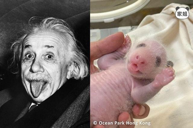 「家姐」伸脷似足物理學家愛因斯坦。(pandahk_official@IG圖)