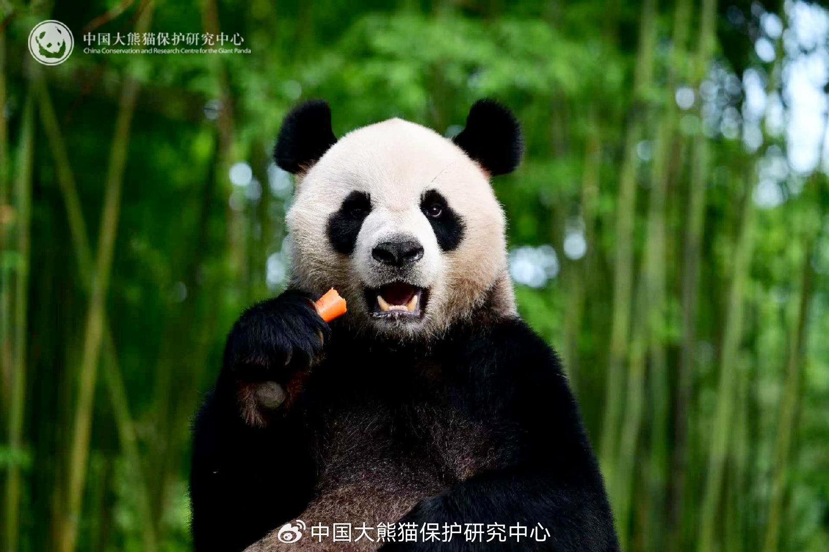 香港將成為中國內地以外首個同時有6隻熊貓的單一城市(資料圖片)