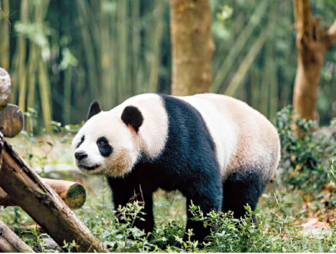 香港將成為中國內地以外首個同時有6隻熊貓的單一城市(資料圖片)