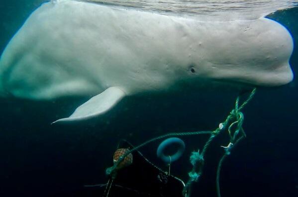 疑俄羅斯「間諜白鯨」瓦爾迪米爾。(互聯網)