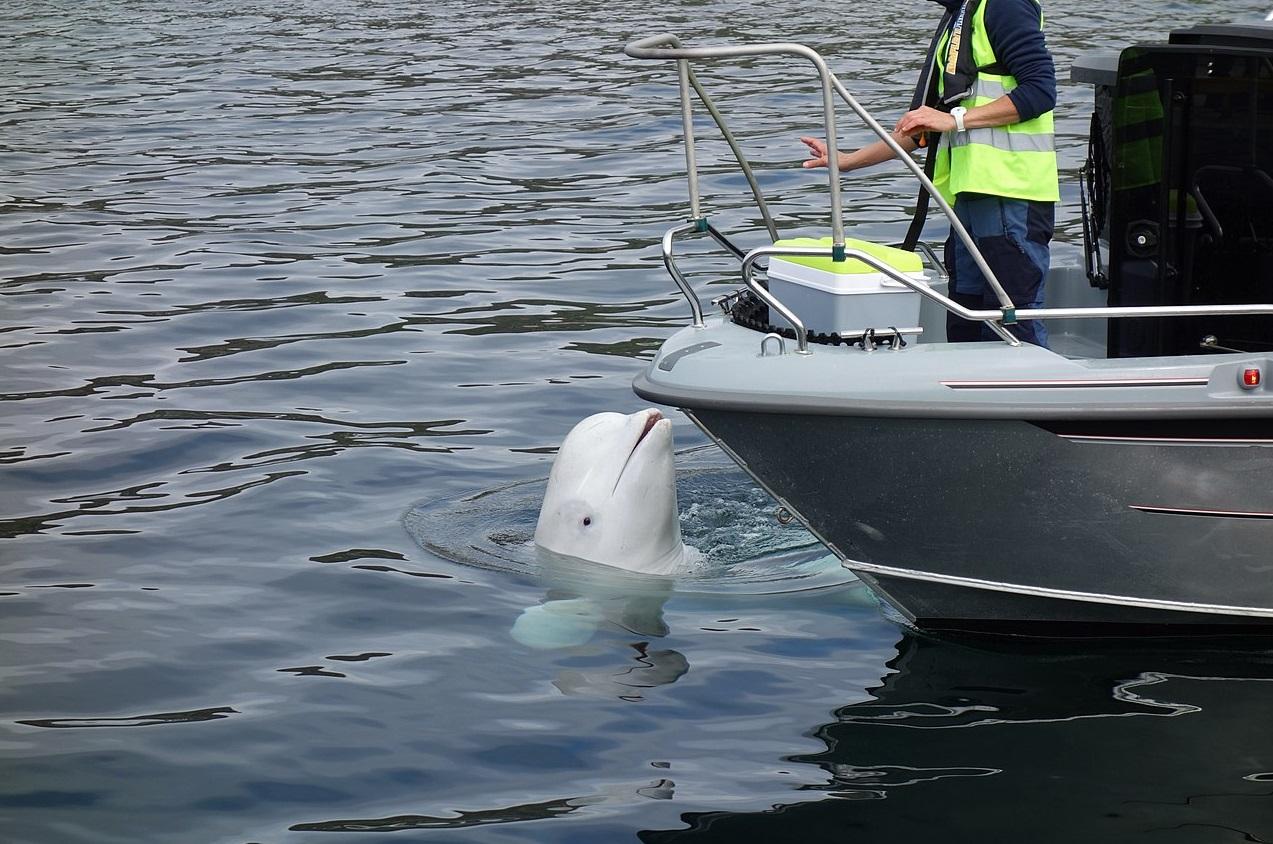 瓦爾迪米爾曾在挪威Hammerfest港出沒。(互聯網)