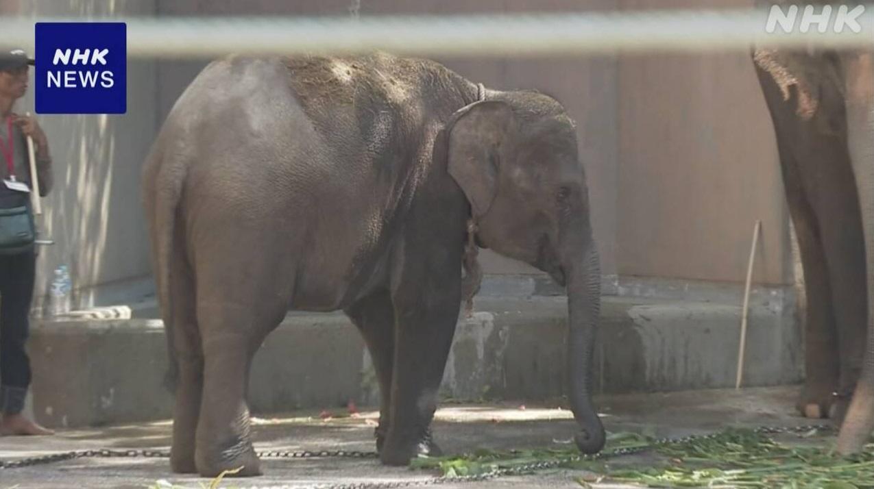逃脫的3歲亞洲象。(互聯網)