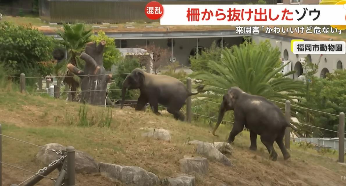 福岡市動植物園大象活動區。(互聯網)
