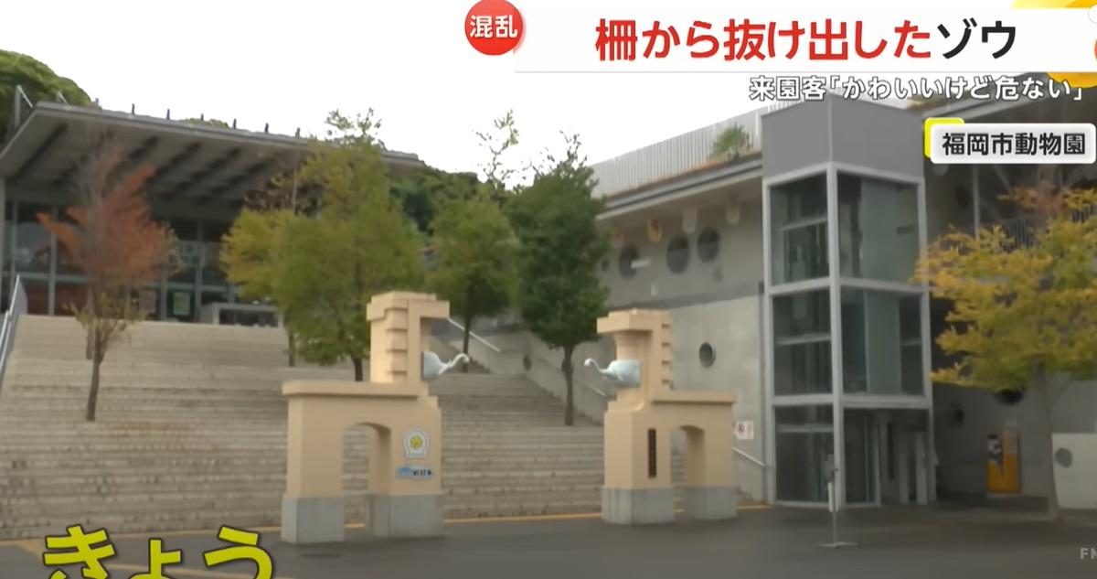 福岡市動植物園大象園區。(互聯網)